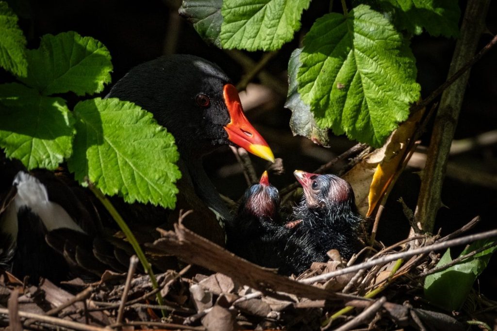 Nesting Blackbirds: Which Species Nest Near You? 2 a couple of birds that are standing in the dirt
