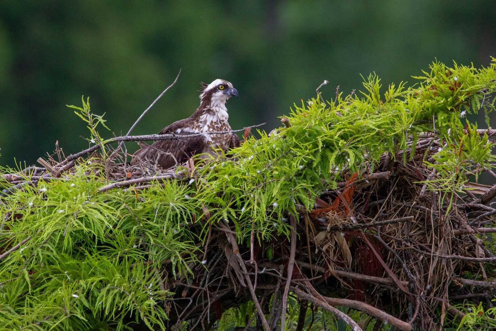 Hawk Nests: What They Look Like and Where to Find Them 2 a bird sitting on top of a pile of branches