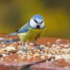 Can Birds Smell? What Science Actually Shows 1 yellow white and blue bird on brown wooden table