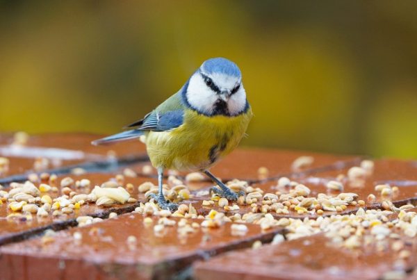 Can Birds Smell? What Science Actually Shows 10 yellow white and blue bird on brown wooden table