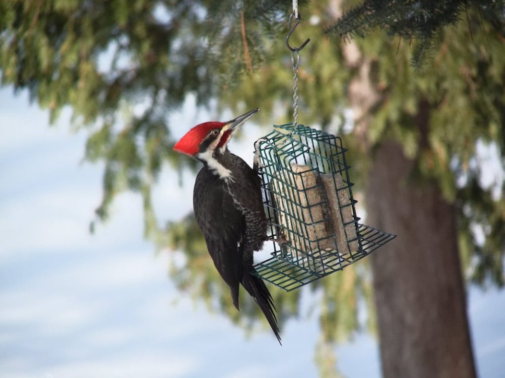 Hairy vs Downy Woodpecker: How to Spot the Difference 1 long-beak black bird hanging on metal decor