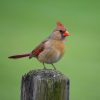 Juvenile Cardinal Male vs Female: How to Tell Them Apart 1 A female cardinal sits perched on a wooden post.