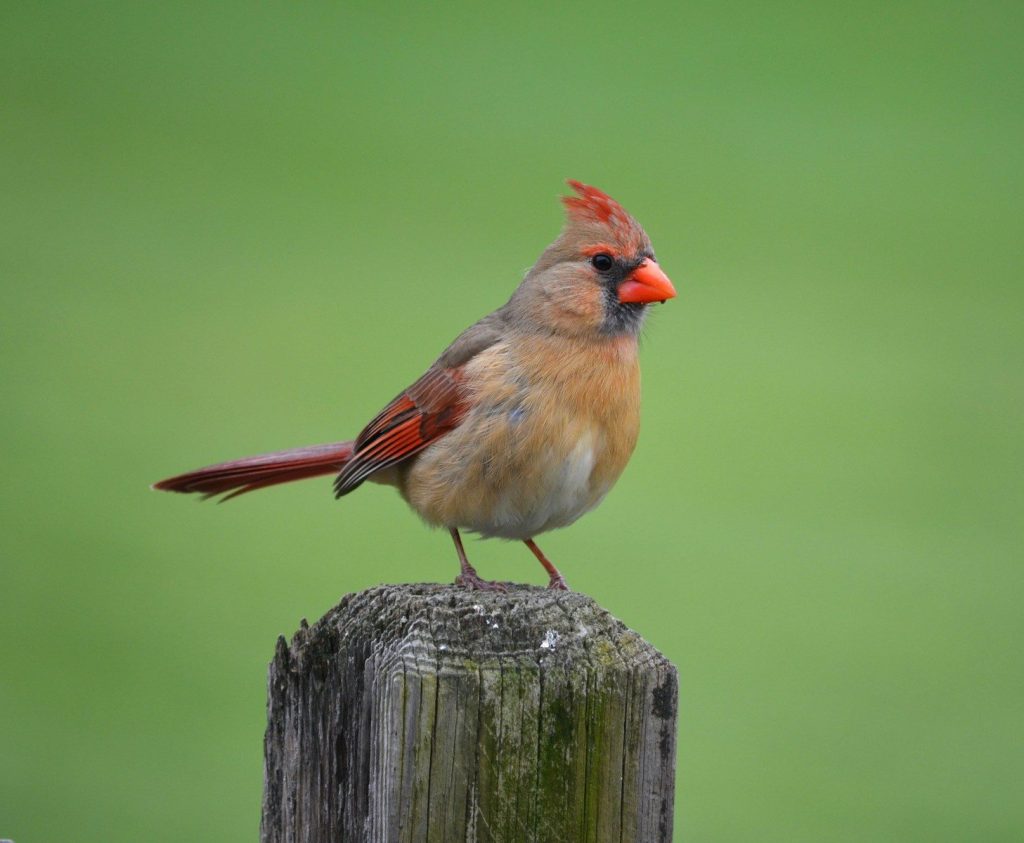 A female cardinal sits perched on a wooden post.