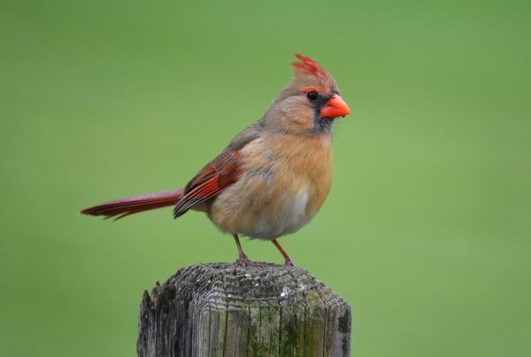 Juvenile Cardinal Male vs Female: How to Tell Them Apart 7 A female cardinal sits perched on a wooden post.