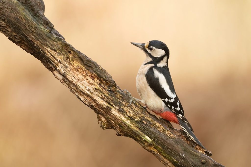 Hairy vs Downy Woodpecker: How to Spot the Difference 2 black and white bird on brown tree branch