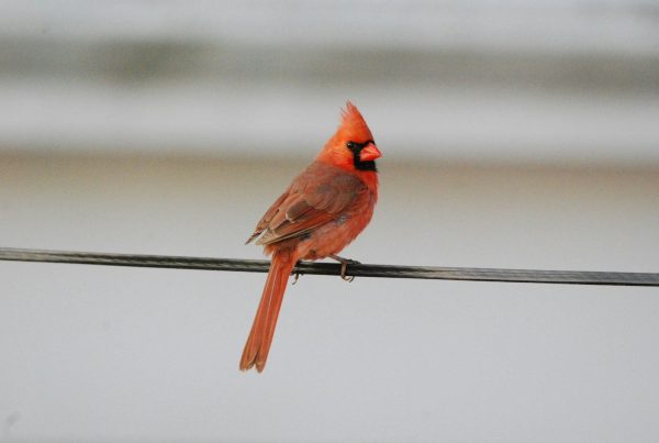 Black Cardinal: Is It Real? The Birds People Actually Mean 9 a bird sitting on a wire