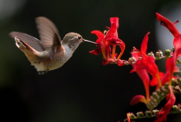 Do Hummingbirds Mate for Life? The Surprising Answer 7 brown hummingbird eating nectar in red flower