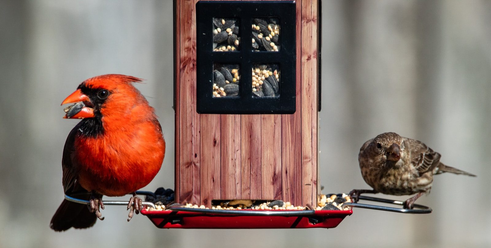 Feeding Cardinal Birds: Best Foods, Feeders & Setup Tips 1 red bird on brown wooden table