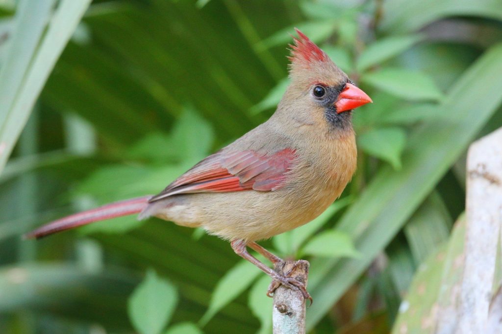 Juvenile Cardinal Male vs Female: How to Tell Them Apart 1 a red bird perched on a branch in a tree