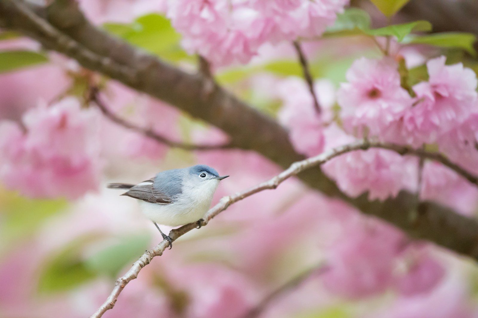 15 Spring Birds to Watch for in Your Backyard 2 gray and white bird perching on branch