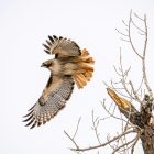 Juvenile Red-Tailed Hawk: How to Identify It 10 A bird flying next to a dead tree