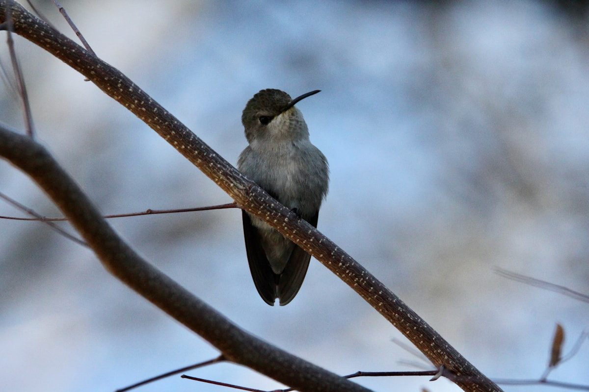 Where Do Hummingbirds Go in the Winter? 2 a small bird sitting on a branch of a tree