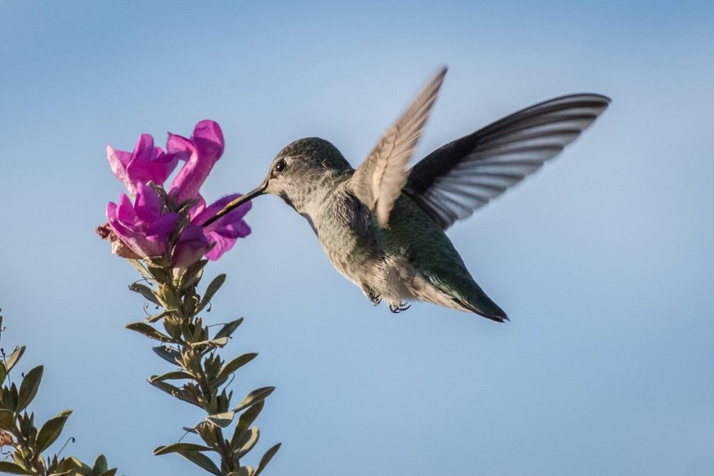 Plants That Attract Hummingbirds: 12 Proven Species 2 hummingbird pecking on purple petaled flower