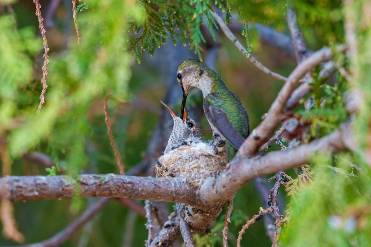 Baby Hummingbird: What They Look Like and How They Grow 1 Hummingbird feeding its chick in a nest.