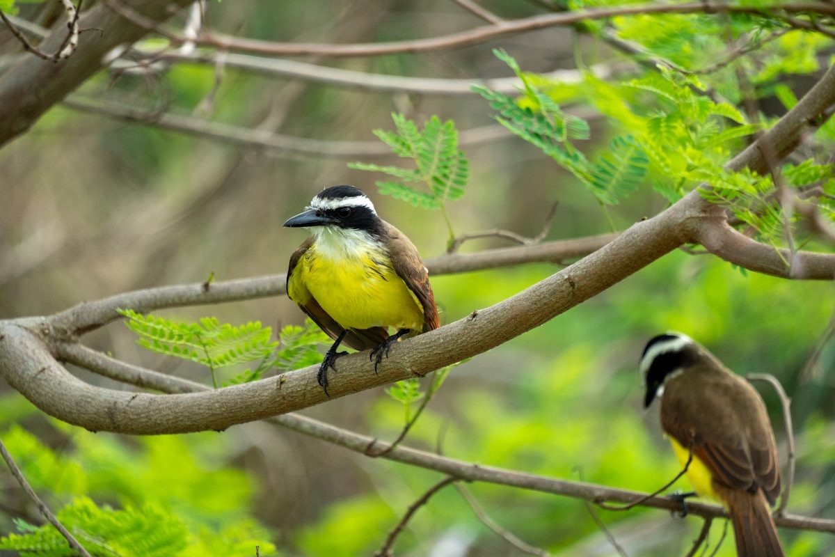 Birds of Texas: 25 Species You'll Actually See 2 a couple of birds sitting on top of a tree branch