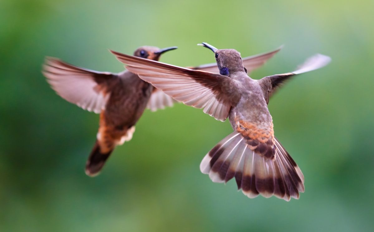 Where Do Hummingbirds Go in the Winter? 1 a couple of birds flying next to each other