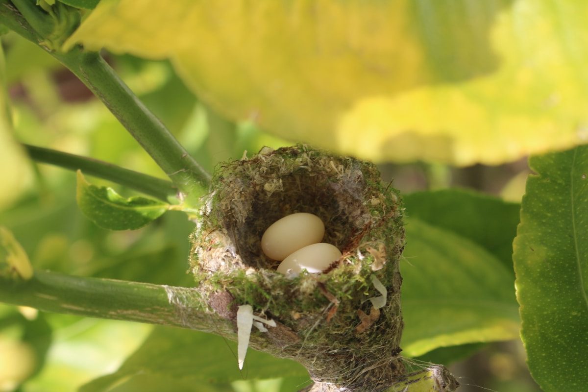 Hummingbird Eggs: Size, Color and How Long They Take to Hatch 2 a bird nest with two eggs in a tree