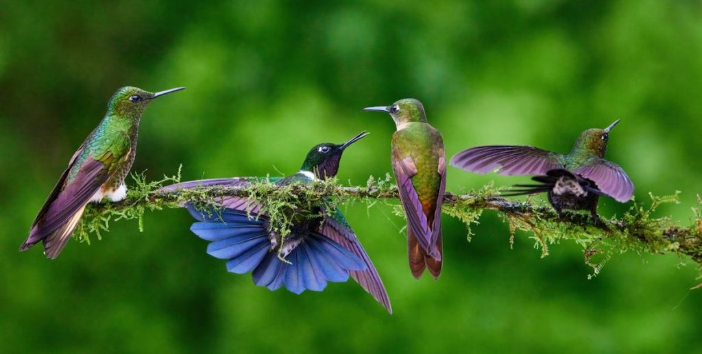 Hummingbird Mint: The Plant That Hummingbirds Can't Resist 2 a group of hummingbirds perched on a branch