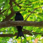 Purple Martin Migration: Where They Go and When They Return 12 blue bird on brown tree branch during daytime