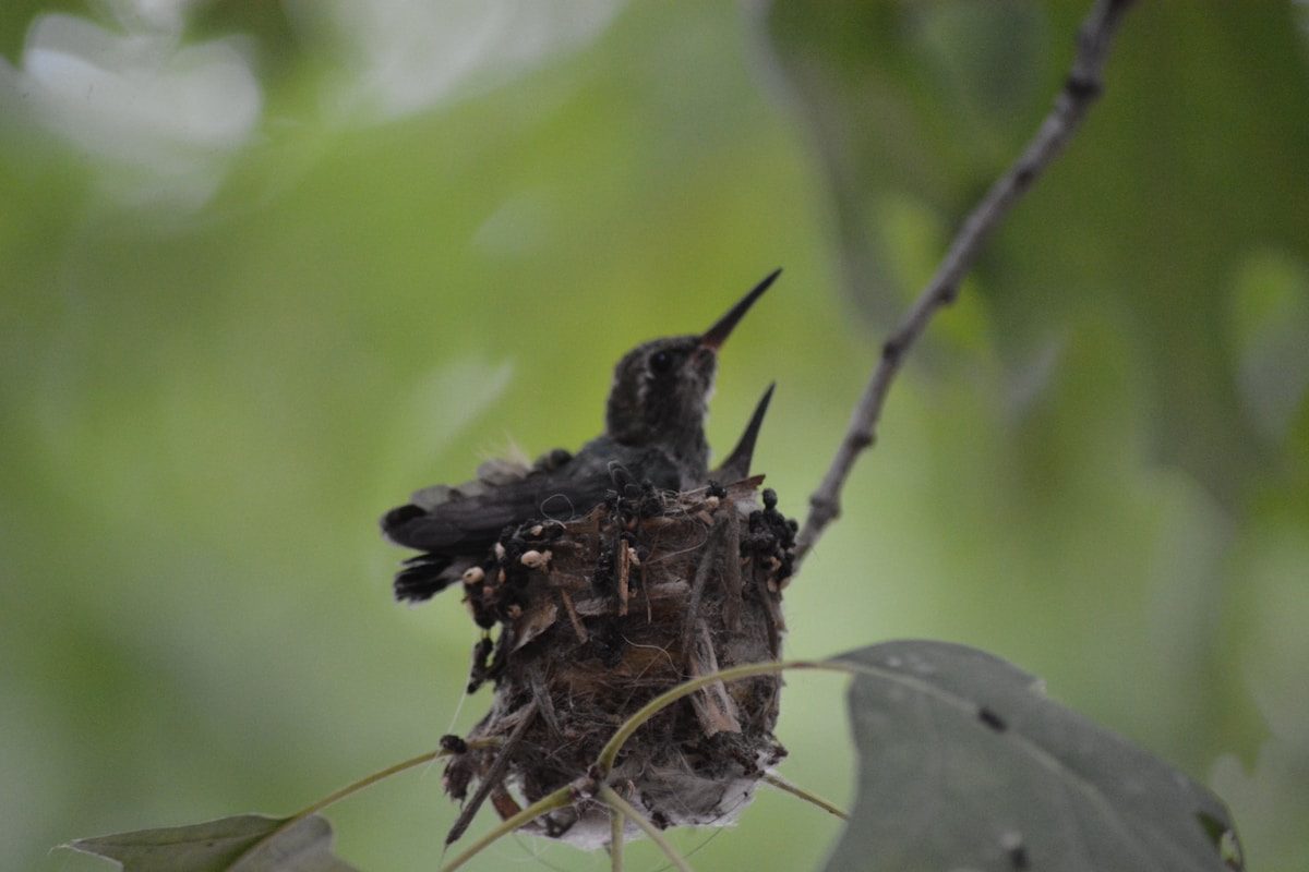 Baby Hummingbird: What They Look Like and How They Grow 2 brown bird on brown tree branch