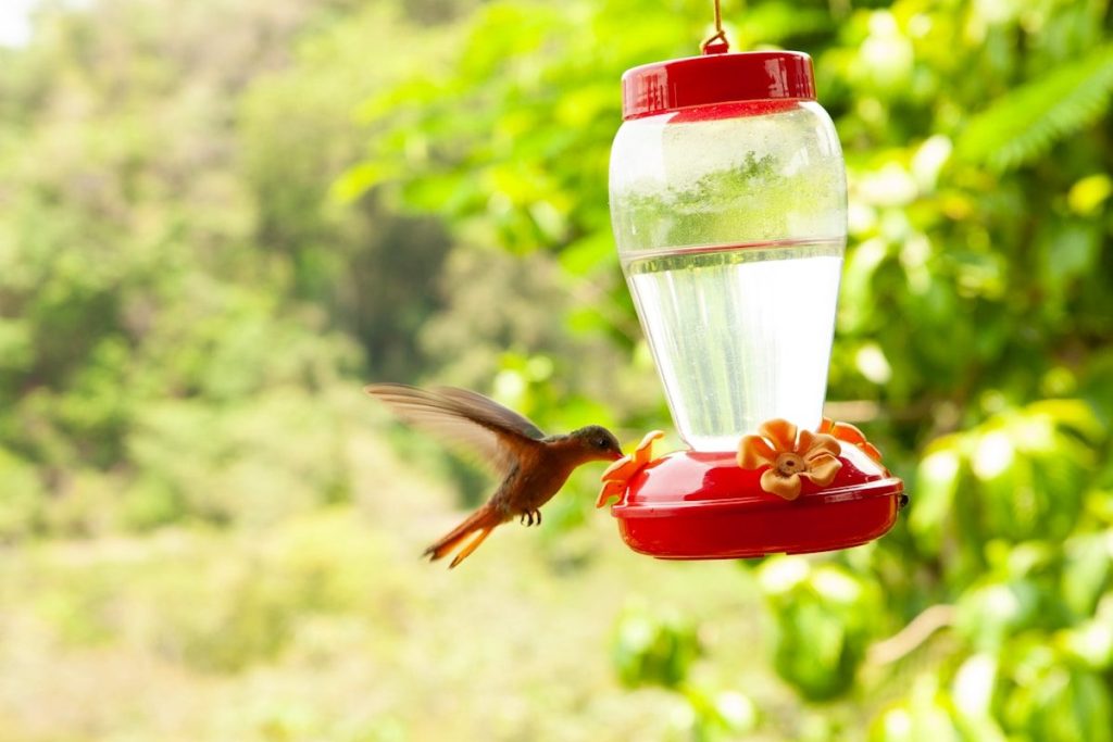 How to Clean a Hummingbird Feeder (Step-by-Step Guide) 1 a hummingbird flying towards a bird feeder