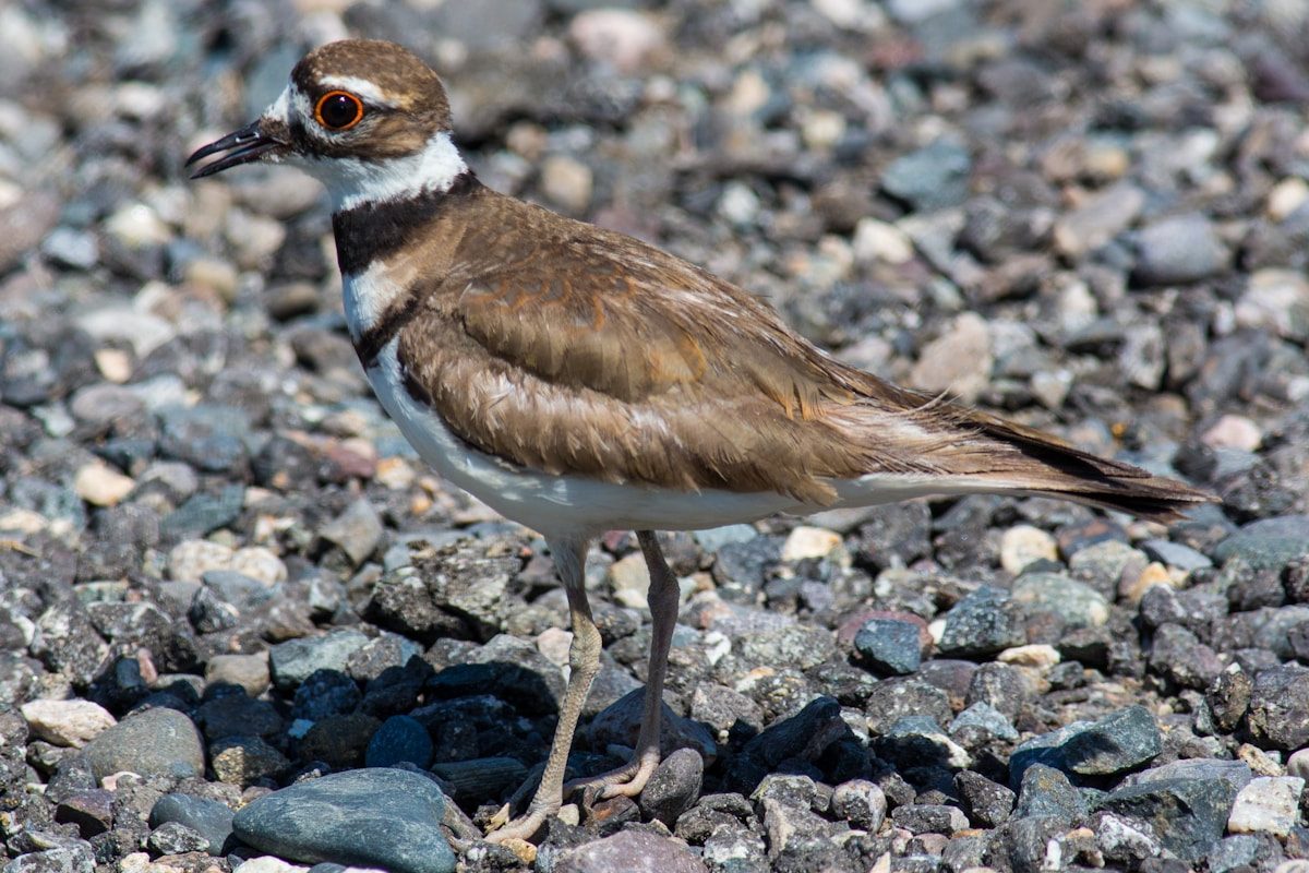 Killdeer Bird: ID Guide, Behavior and the Broken-Wing Act 2 brown and white bird on gray and black stones during daytime