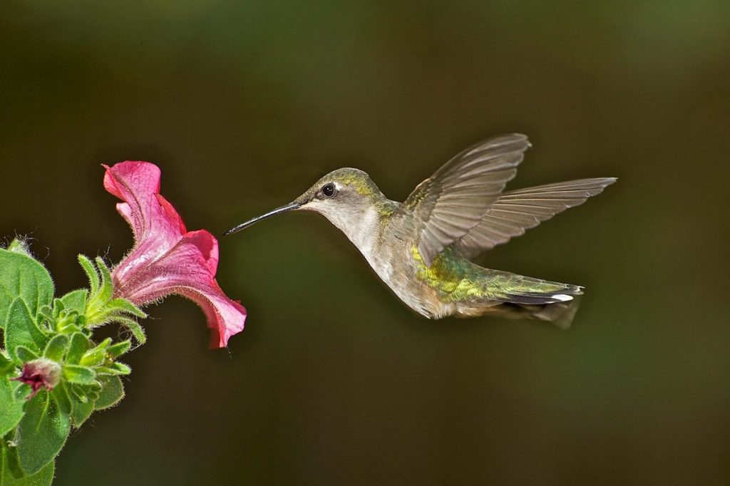 green and white humming bird flying