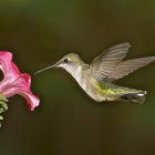 Plants That Attract Hummingbirds: 12 Proven Species 8 green and white humming bird flying
