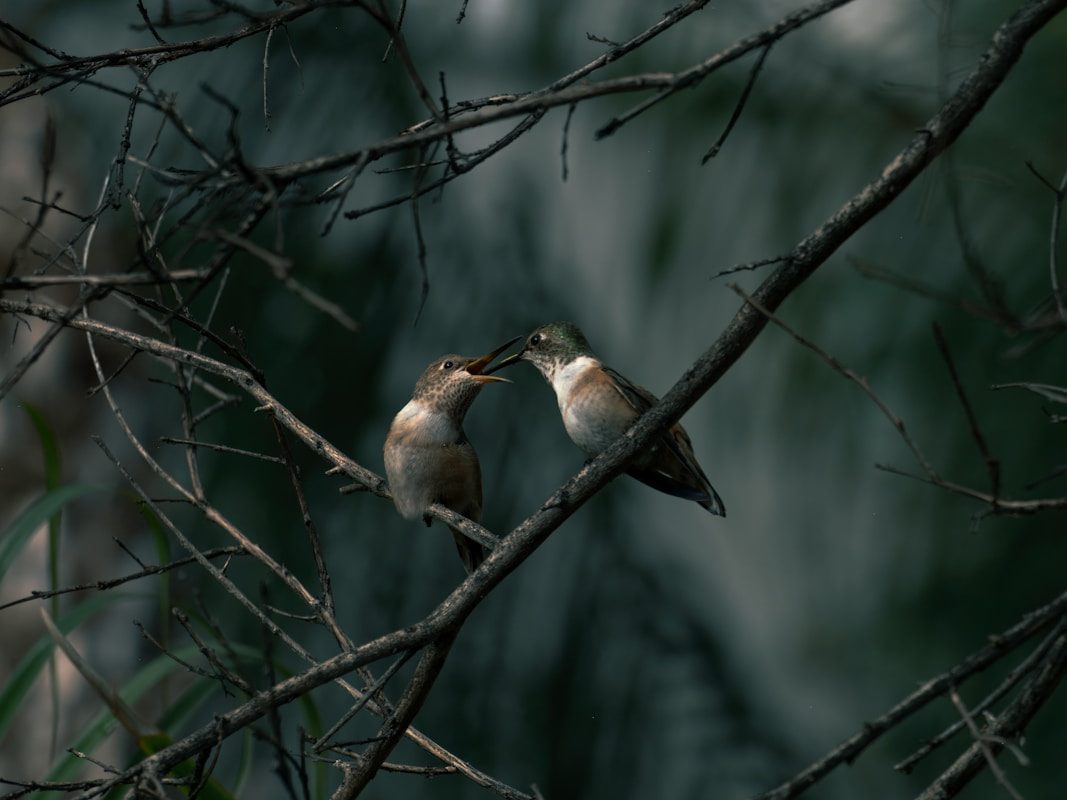 Baby Hummingbird: What They Look Like and How They Grow 3 Two hummingbirds perched on a branch