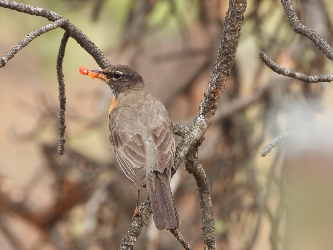 Colorado State Bird: The Lark Bunting 1 A bird sitting on a branch of a tree