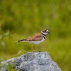 Killdeer Bird: ID Guide, Behavior and the Broken-Wing Act 2 A small bird standing on top of a rock