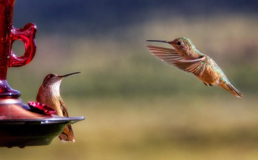 brown hummingbird near bird feeder