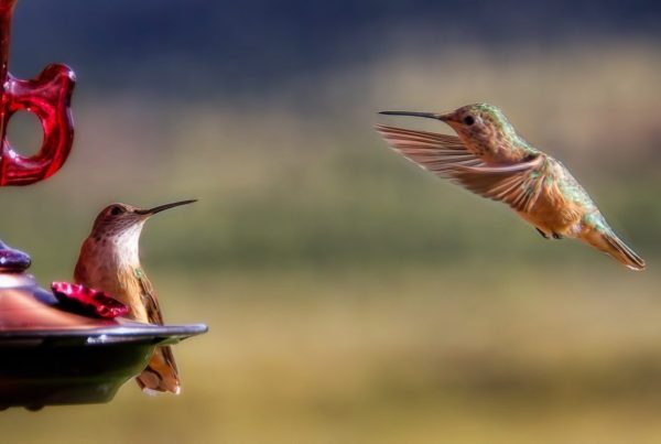 Where Do Hummingbirds Go in the Winter? 5 brown hummingbird near bird feeder