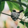 Hummingbird Eggs: Size, Color and How Long They Take to Hatch 2 black and white bird on tree branch during daytime