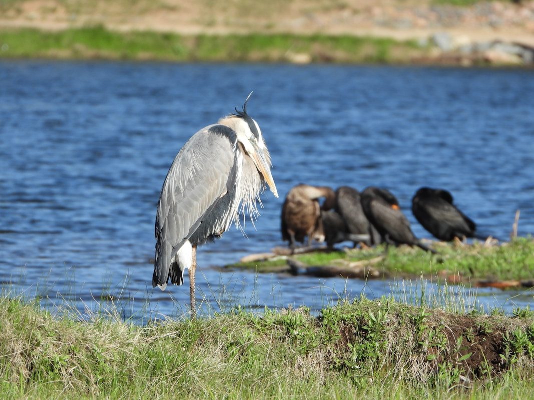 Colorado State Bird: The Lark Bunting 2 black and white bird on water during daytime