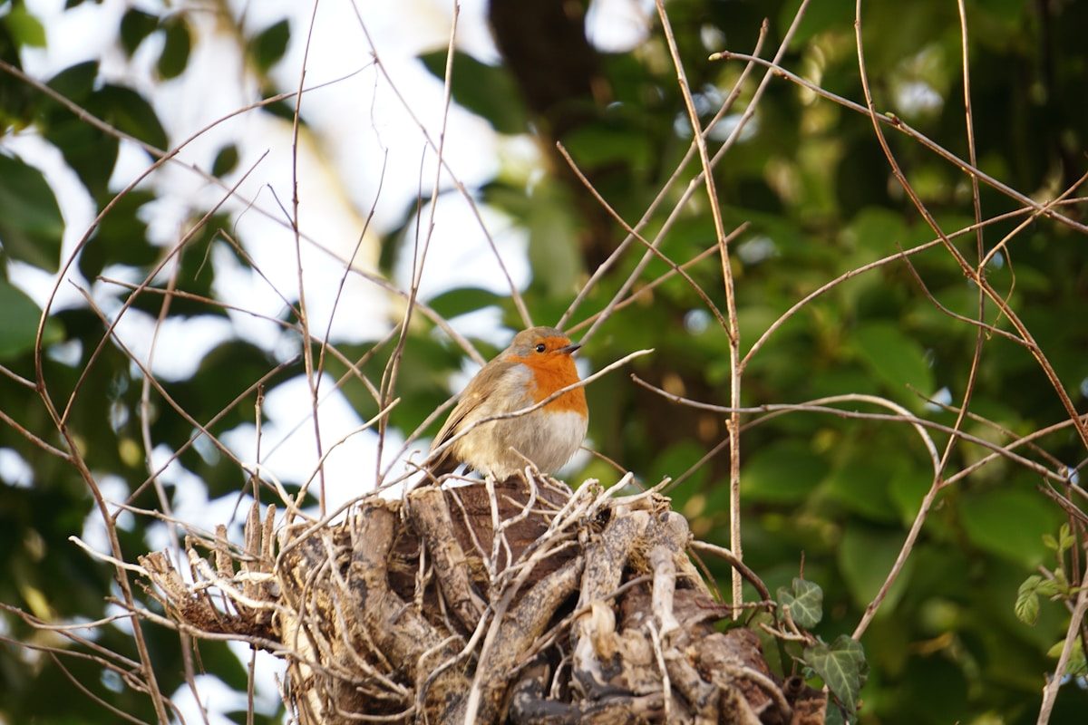 Robin Nests: What They Look Like and Where to Find Them 1 brown and white bird on brown tree branch during daytime