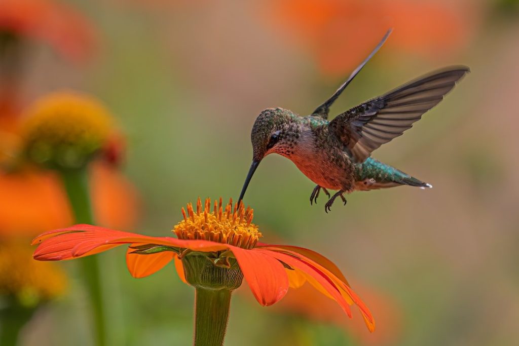 Hummingbird Flowers: 15 Plants That Actually Work 1 a hummingbird hovering over an orange flower