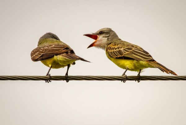 Birds of Texas: 25 Species You'll Actually See 10 two gray and brown birds on brown wooden stick