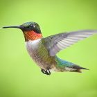 Hummingbird Migration: How It Works and Where They Go 7 green and brown humming bird flying