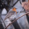 Robin Nests: What They Look Like and Where to Find Them 1 gray and orange bird on tree branch
