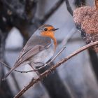 Robin Nests: What They Look Like and Where to Find Them 11 gray and orange bird on tree branch