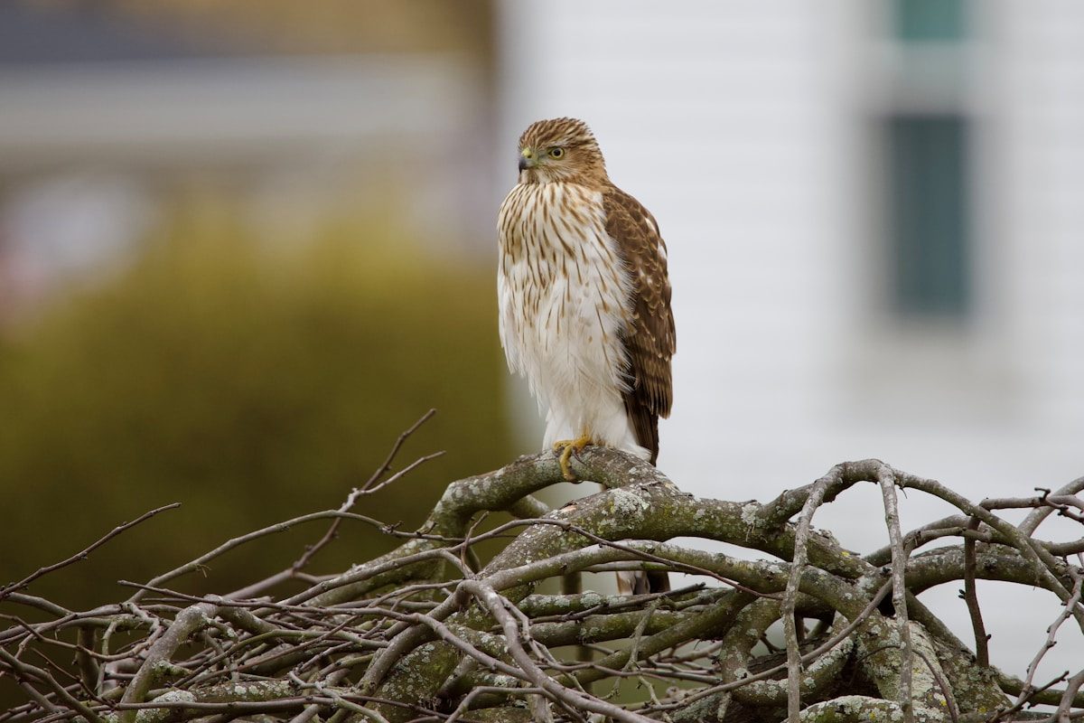 Birds of Pennsylvania: 20 Species to Know 1 a brown and white bird sitting on top of a tree branch