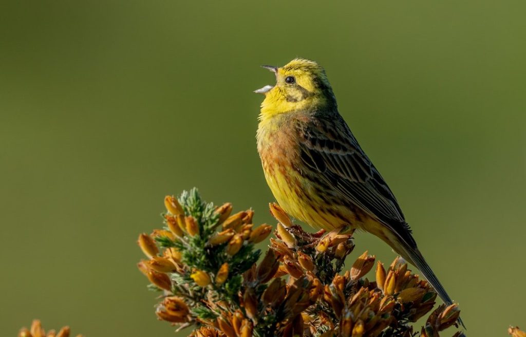 a bird sitting on a plant