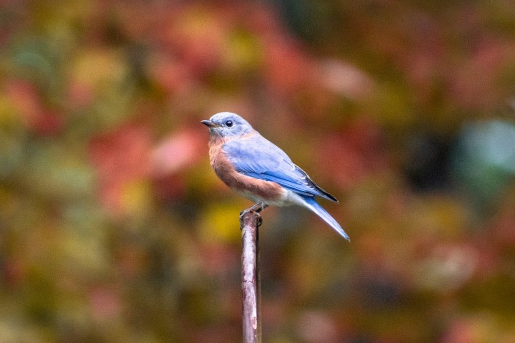 Female Eastern Bluebird: ID Guide and Nesting Habits 2 a blue bird sitting on top of a metal pole