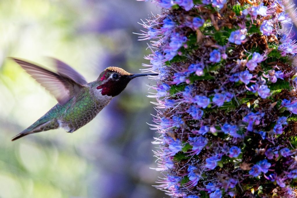 Plants That Attract Hummingbirds: 12 Proven Species 1 bird near purple petaled flowers