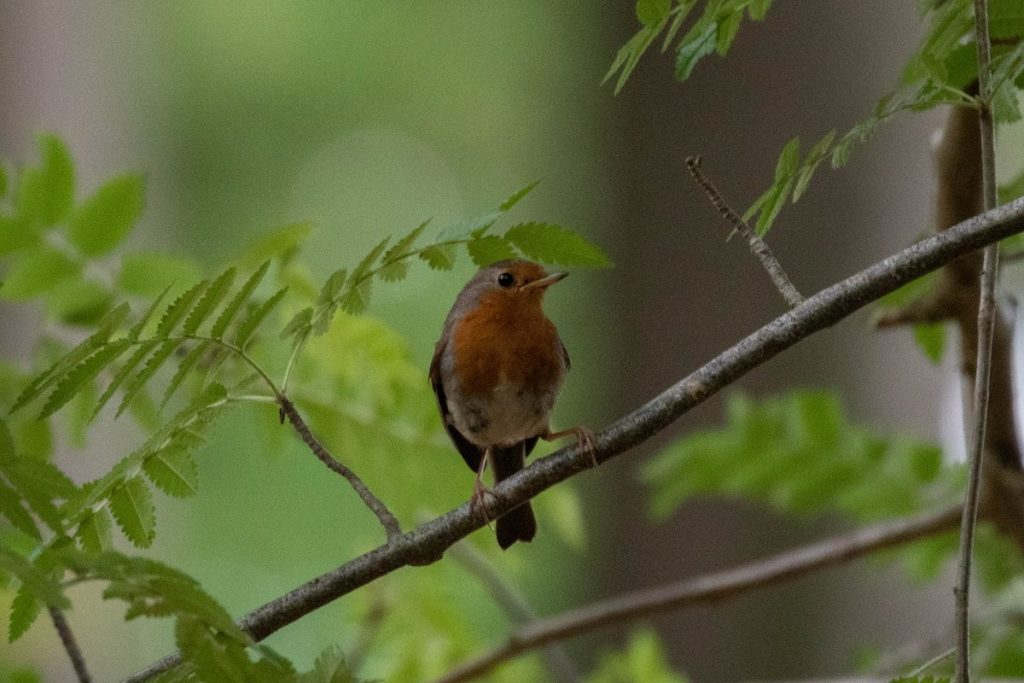 Female Eastern Bluebird: ID Guide and Nesting Habits 1 a bird sits on a branch