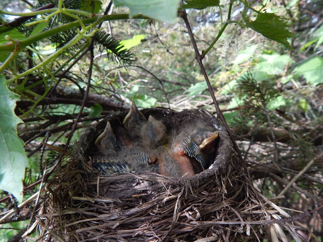Robin Nests: What They Look Like and Where to Find Them 2 a bird in a nest