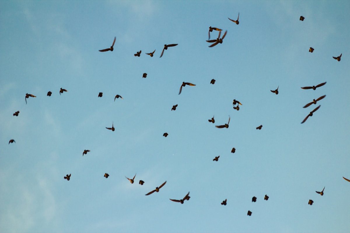 Purple Martin Migration: Where They Go and When They Return 2 A flock of birds flying through a blue sky