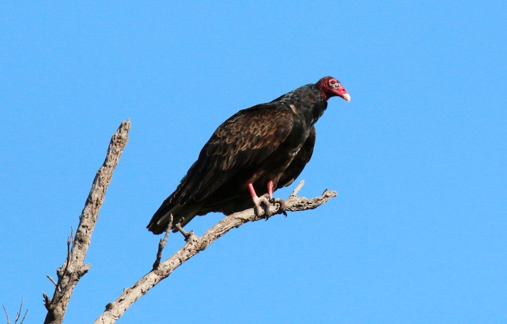 Black Vulture vs Turkey Vulture: How to Tell Them Apart 1 a large bird sitting on top of a tree branch