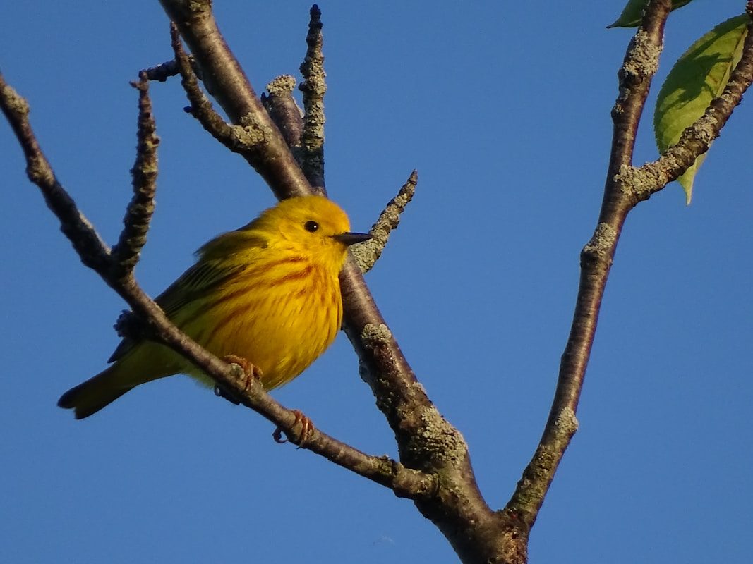 Yellow Warbler: Complete ID and Behavior Guide 2 a yellow bird perched on a tree branch